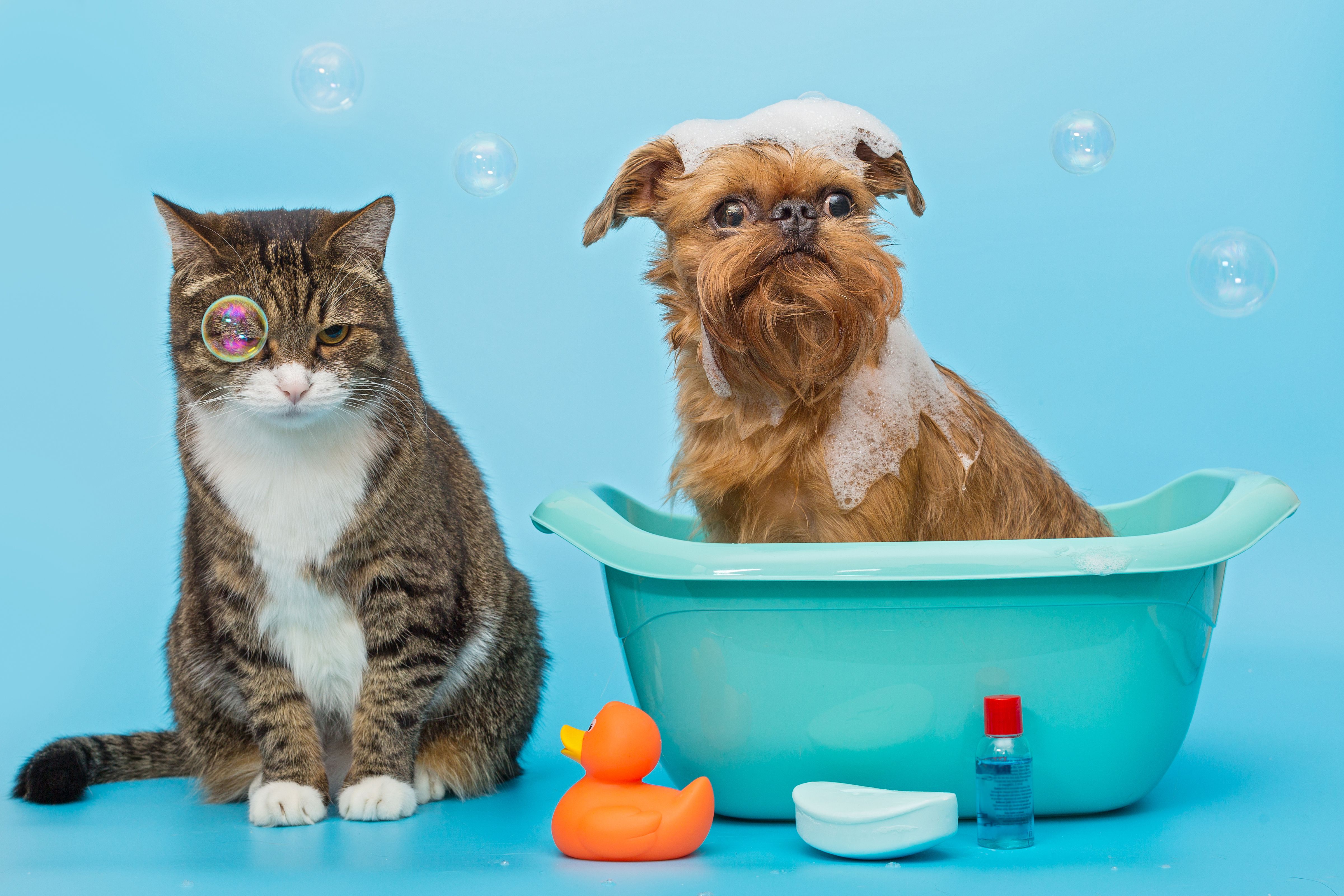 Clínica Veterinária Mercês - Mercês